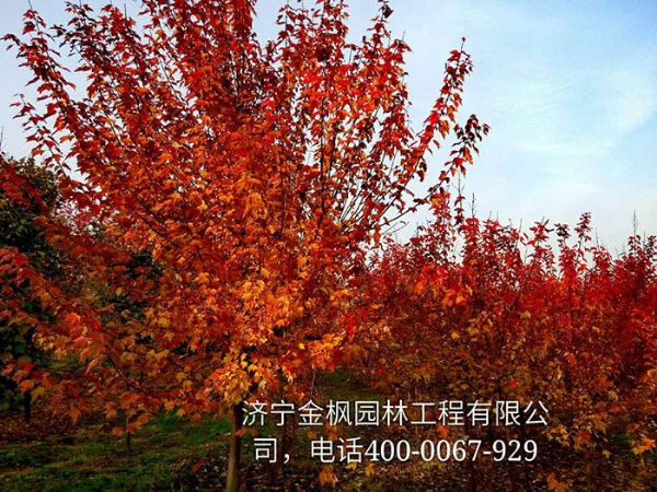 三、購買我們紅楓具體流程是怎么進行的？