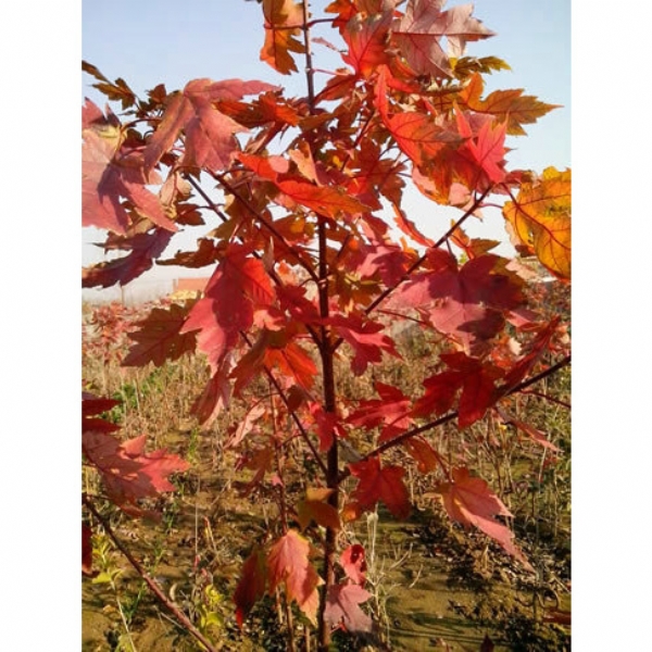 夕陽(yáng)紅紅楓