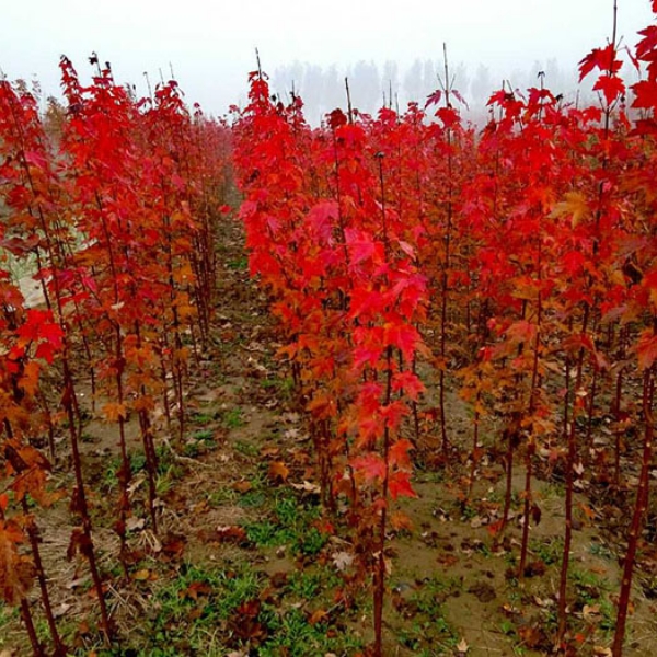 紅點紅楓