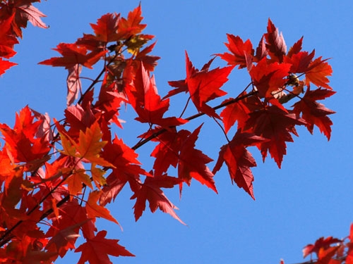 太陽谷紅楓